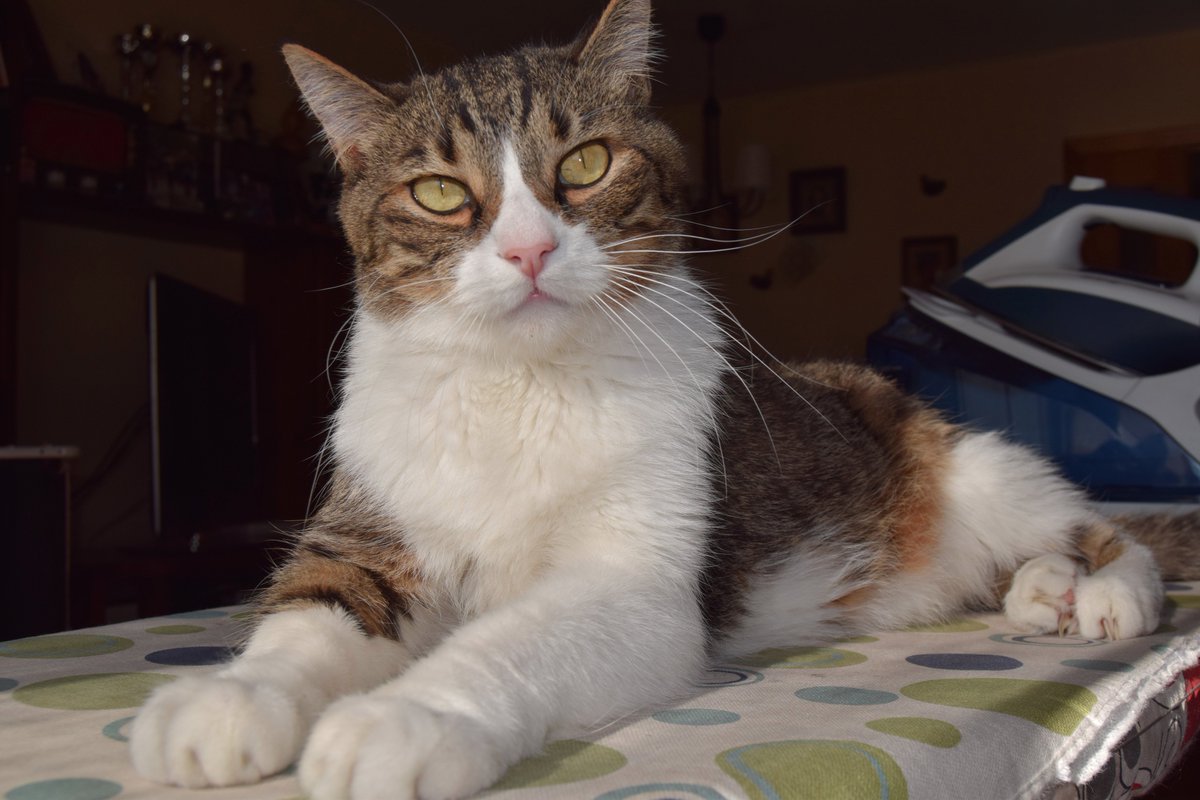 Ebbaa23's tweet photo. ¿Por qué mis gatos son tan guapos? pt1 https://t.co/UDYZYeRwuQ