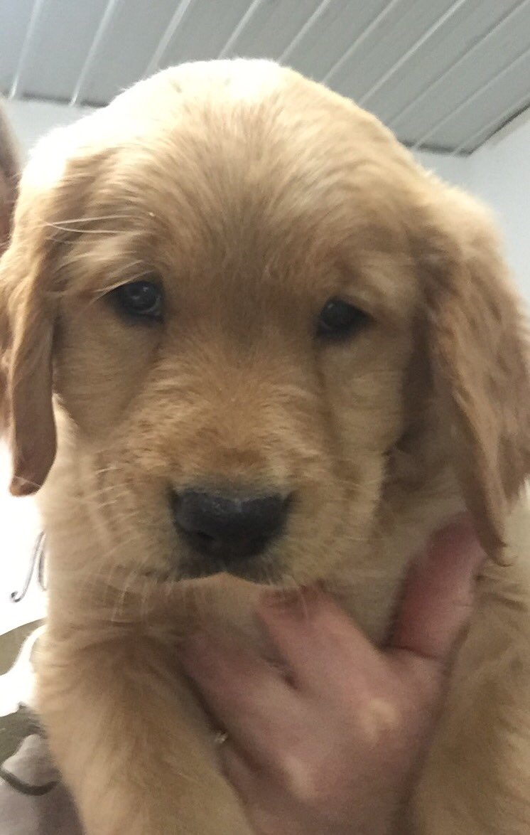 Mackenzie_Klein's tweet photo. Can't wait to bring this ball of fur home next week ❤️❤️ https://t.co/lQm02JmZWB