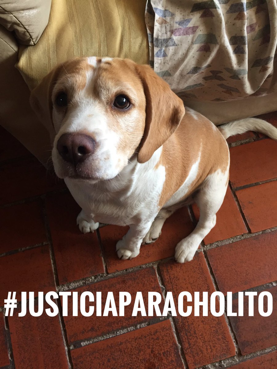 GudiBeagle's tweet photo. No más maltrato animal 🐶🙁💙 #JusticiaParaCholito #LeyCholito #Noesnacholito @SOS_Animales @PerrosPlazaHuem https://t.co/hcMSei7z87