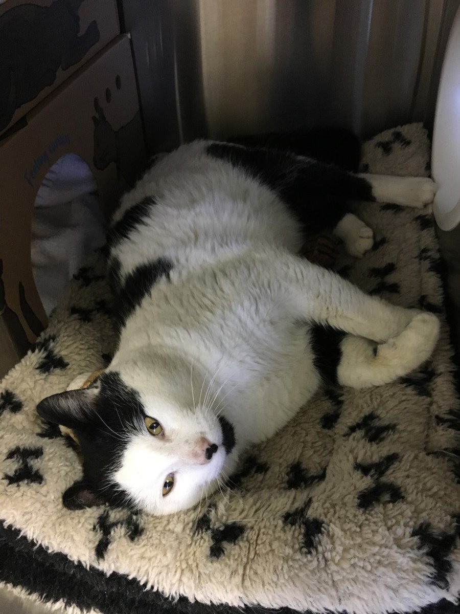 BC_SPCA's tweet image. Huge on love and even more huge on your couch.

Meet the mighty (but very cute) Titan at our #WestVancouver shelter bit.ly/2jNOo5N