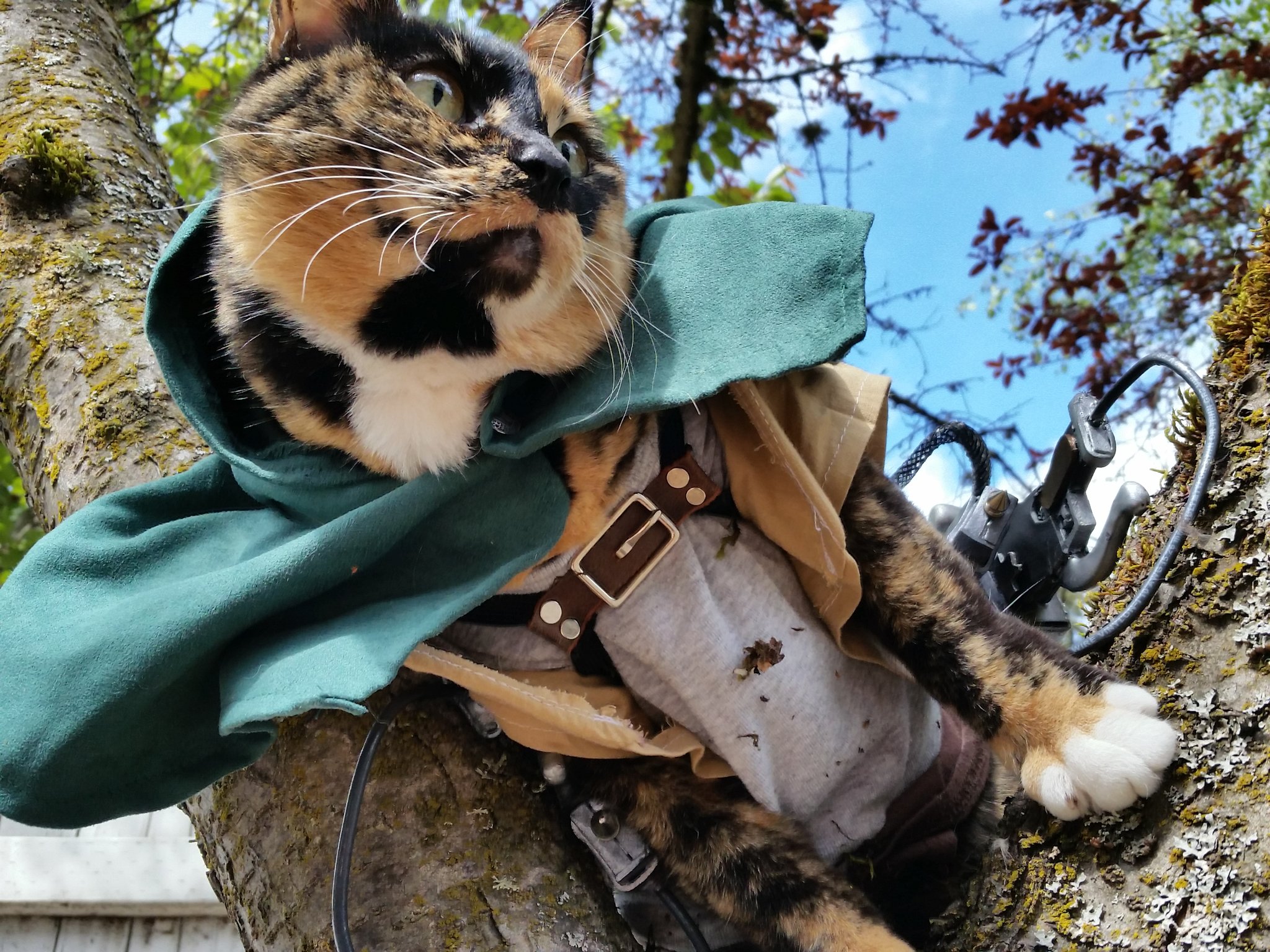 Anime 2024 cat cosplay