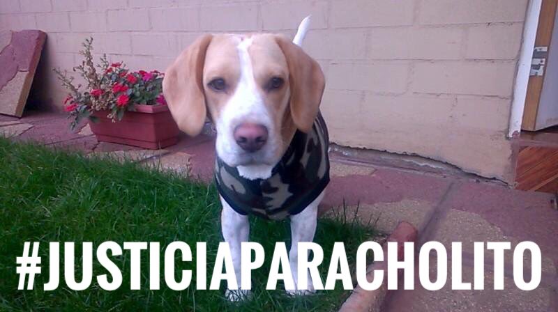 Tommy__Beagle's tweet photo. #JusticiaParaCholito #Noesnacholito @SOS_Animales @PerrosPlazaHuem  .Justice to Cholito ✊️ https://t.co/k1z66ZQosT