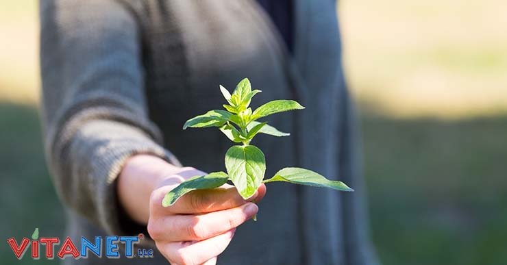 VitaNetLLC's tweet image. Carrot Juicing: 15 Benefits of Carrot Juice - vitamins.vitanetonline.com/index.php/carr…