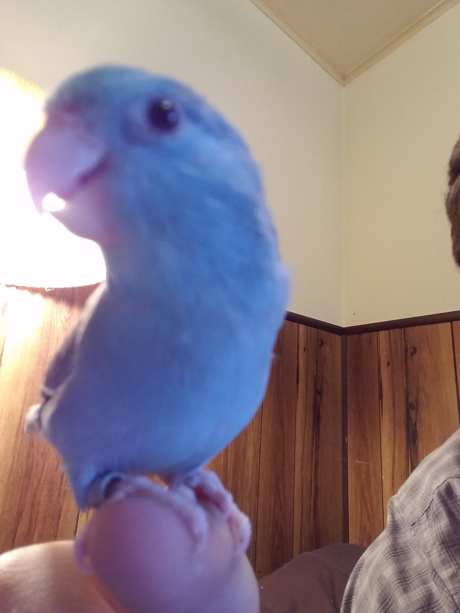 witwix's tweet photo. My mom's new bird is a photogenic little bastard, if biting means love he really loves me already https://t.co/ztdRy3gUOv