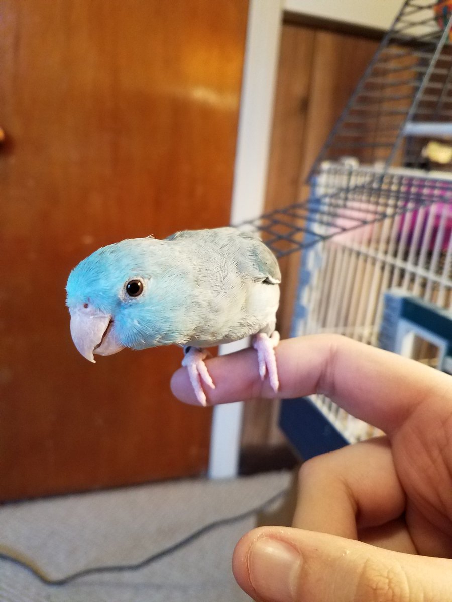 witwix's tweet photo. My mom's new bird is a photogenic little bastard, if biting means love he really loves me already https://t.co/ztdRy3gUOv