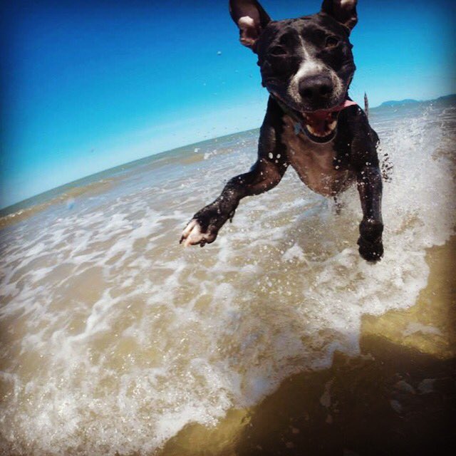 Perfect pet beach vacation tips wp.me/p6PScK-Ha #vacation #petvacation #manzanitabeachlife #manzanitaoregon