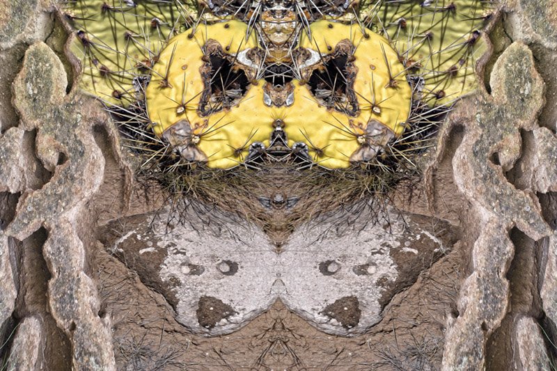 PrismaLightArt's tweet photo. Two stone figures sneaking away⦠https://t.co/nAPIZIfxTB #Illusion #SplitPersonality #PricklyPear #LargeMoth #DesertPlant @BeArtist_BeArt https://t.co/rUViTRvK4x