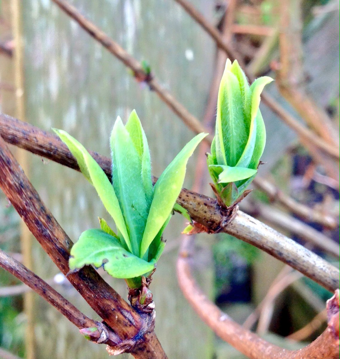 Might be freezing outside but #spring is just around the corner #springshoots #garden