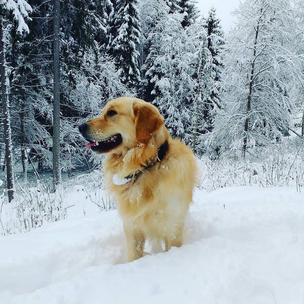 skinewgen's tweet photo. It's still coming down. And we are loving life!! #snow #neige #powderday #snowdog #courch… https://t.co/cGP6qbUPdw https://t.co/1fusGXkdTi