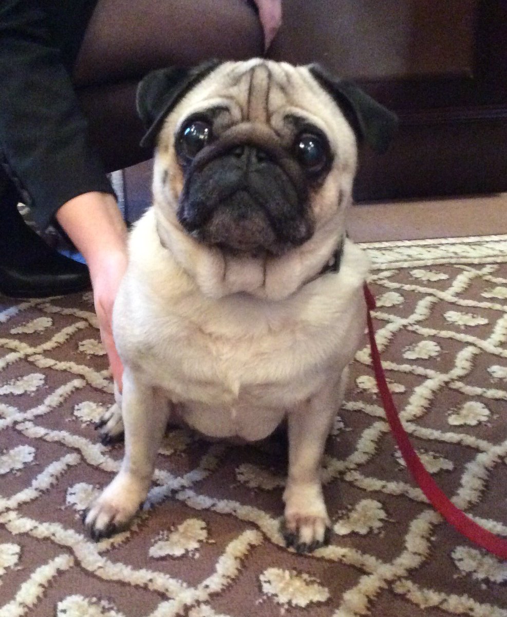 Egerton_Hotel's tweet photo. Esmeralda is having a wonderful time  having Afternoon Tea today! #DoggyAfternoonTea #AfternoonTea #Pug #petfriendly https://t.co/LxgoWM6PUC