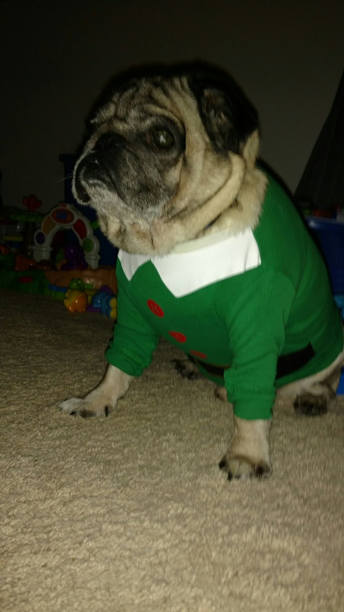 CodyStevensBook's tweet photo. In honor of National Dress-Up-Your-Pet Day... Bo Bo is still in the Christmas Spirit! #TooCute #NationalPetDressUpDay #USA #Pugs https://t.co/CtsdkX8BCP