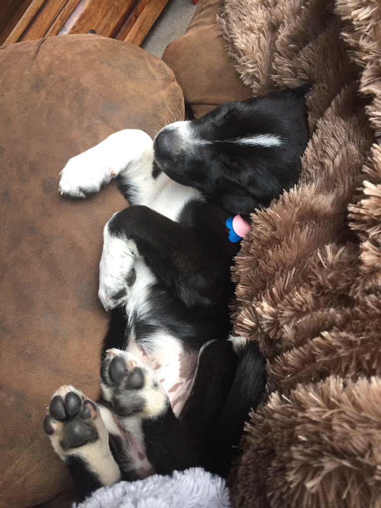 aspenjohnston1's tweet photo. #puppylove https://t.co/AIctph9Bw6