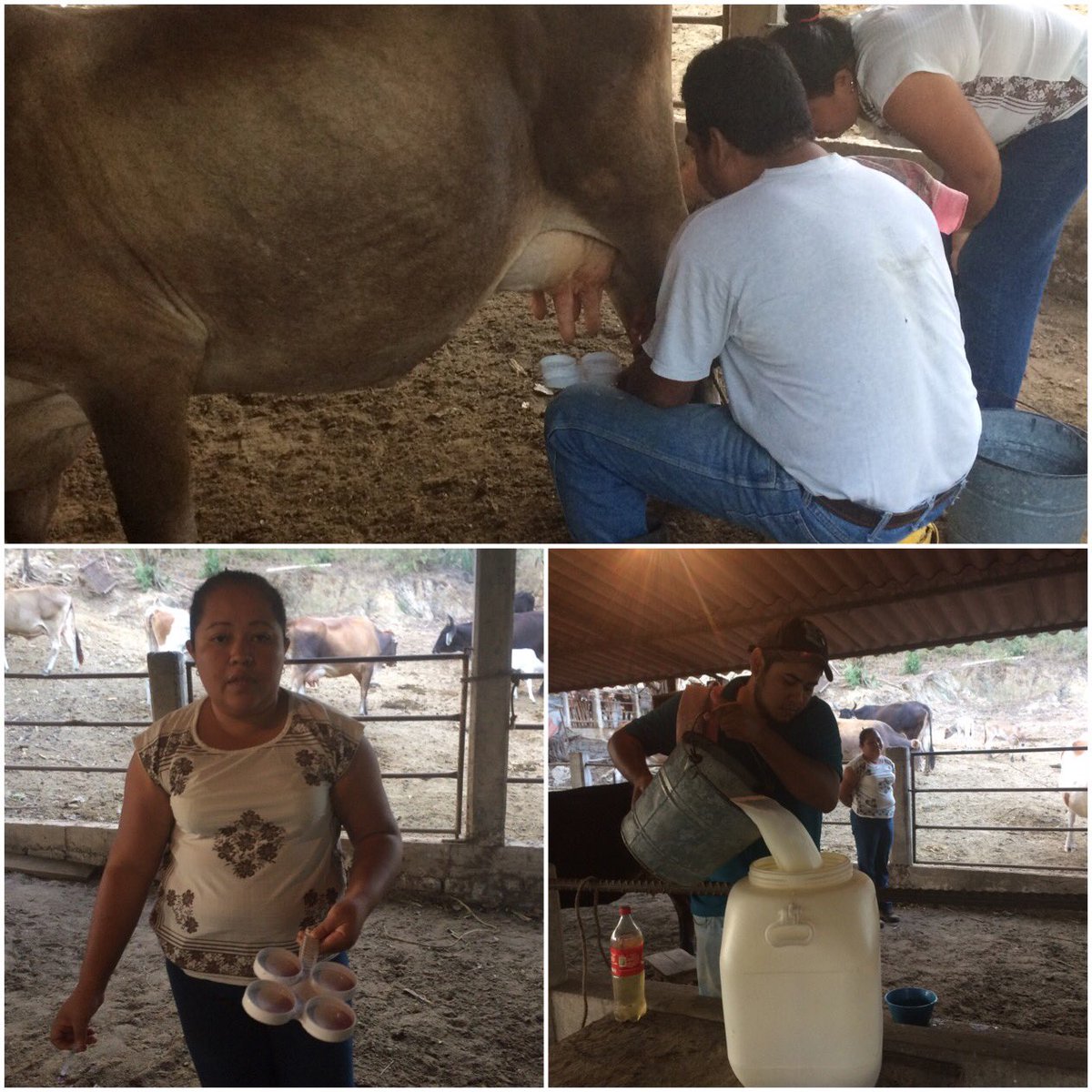 malezalemus's tweet photo. Seguimiento a #extensionistas Localidad el Bejuco Acapulco Guerrero https://t.co/7GehmZ7zfA