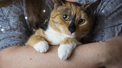 This is the story of how a three-legged cat helped a San Diego veteran heal herself. @karolynsmithMP sdut.us/2iw6hE4