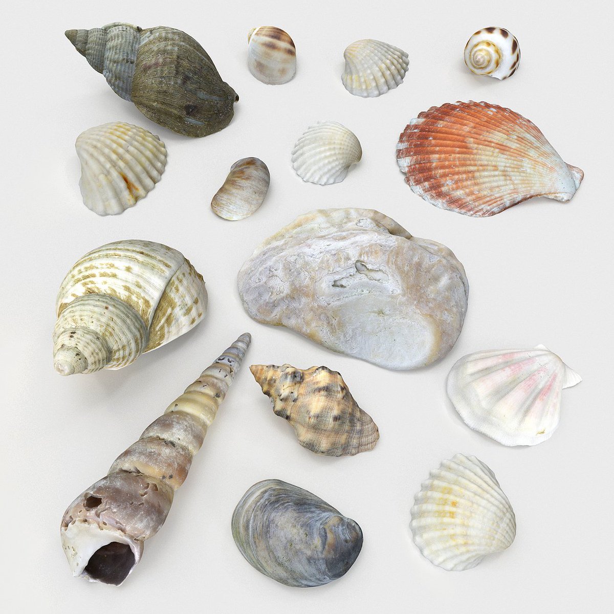 SnapTank's tweet photo. A perfect collection of 3D seashells to make your day. Top artist #3Dscan's latest bundle of low-poly real #3Dshells https://t.co/087oZxaPHP https://t.co/Vq6Ufxz2b9