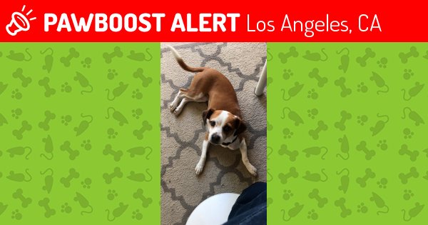 LALostPets's tweet photo. Please RT! Have you seen Sophie? #missing #lost #pet in #LosAngeles #CA 90065 https://t.co/6mcyyZVJZc https://t.co/zfBmw8q2yP
