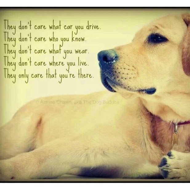 How can you not love a face like this #dog has? happypetowner.com #dogs #quote