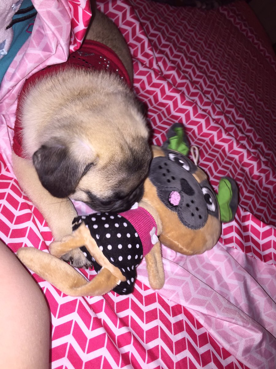 PugziesMom's tweet photo. Otis's first night in an actual bed... Slept all night!! #OtisPGlover #FirstofManyFirsts #Puglife #Puglove https://t.co/SDXzB1ZU75