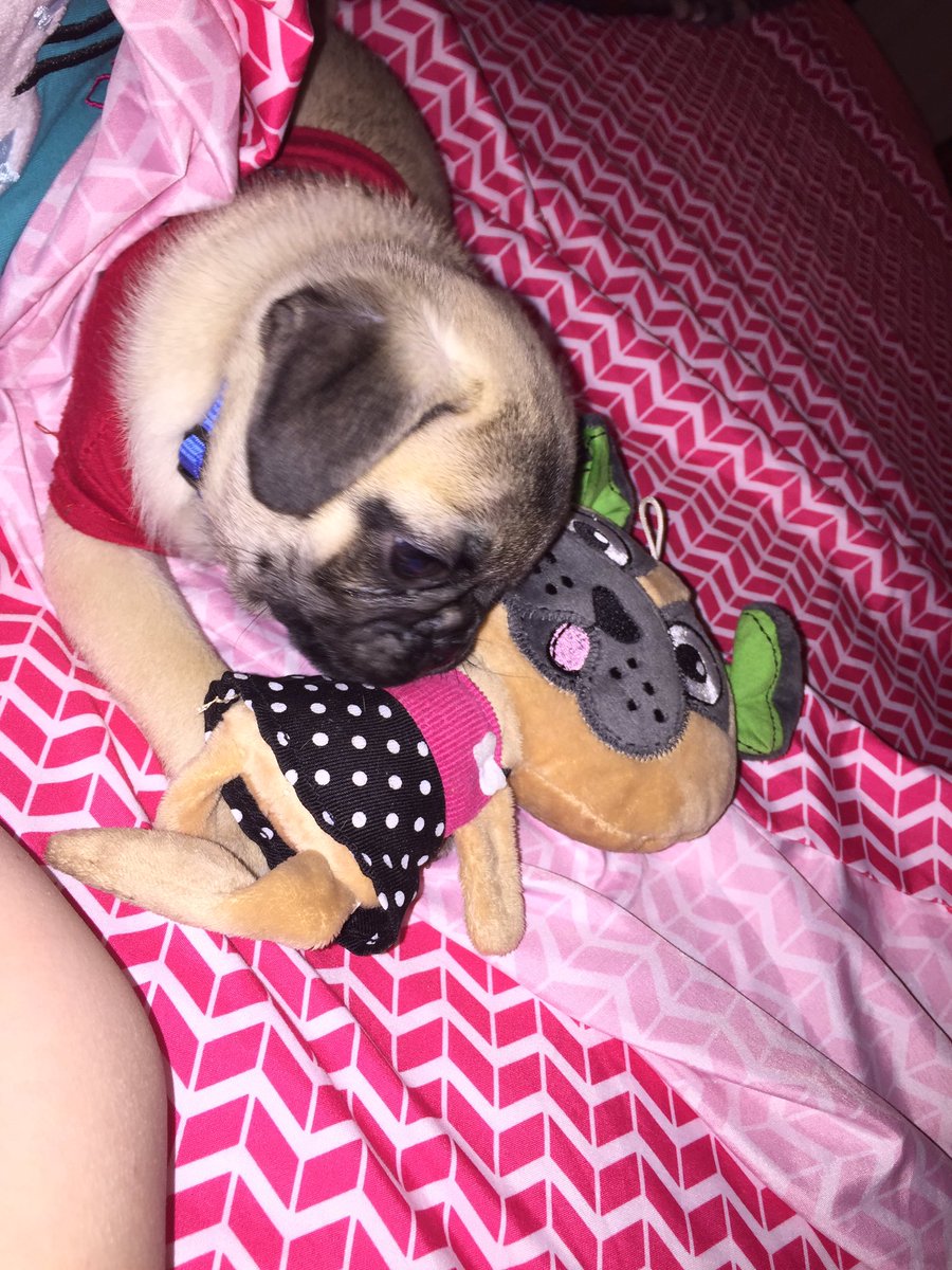 PugziesMom's tweet photo. Otis's first night in an actual bed... Slept all night!! #OtisPGlover #FirstofManyFirsts #Puglife #Puglove https://t.co/SDXzB1ZU75