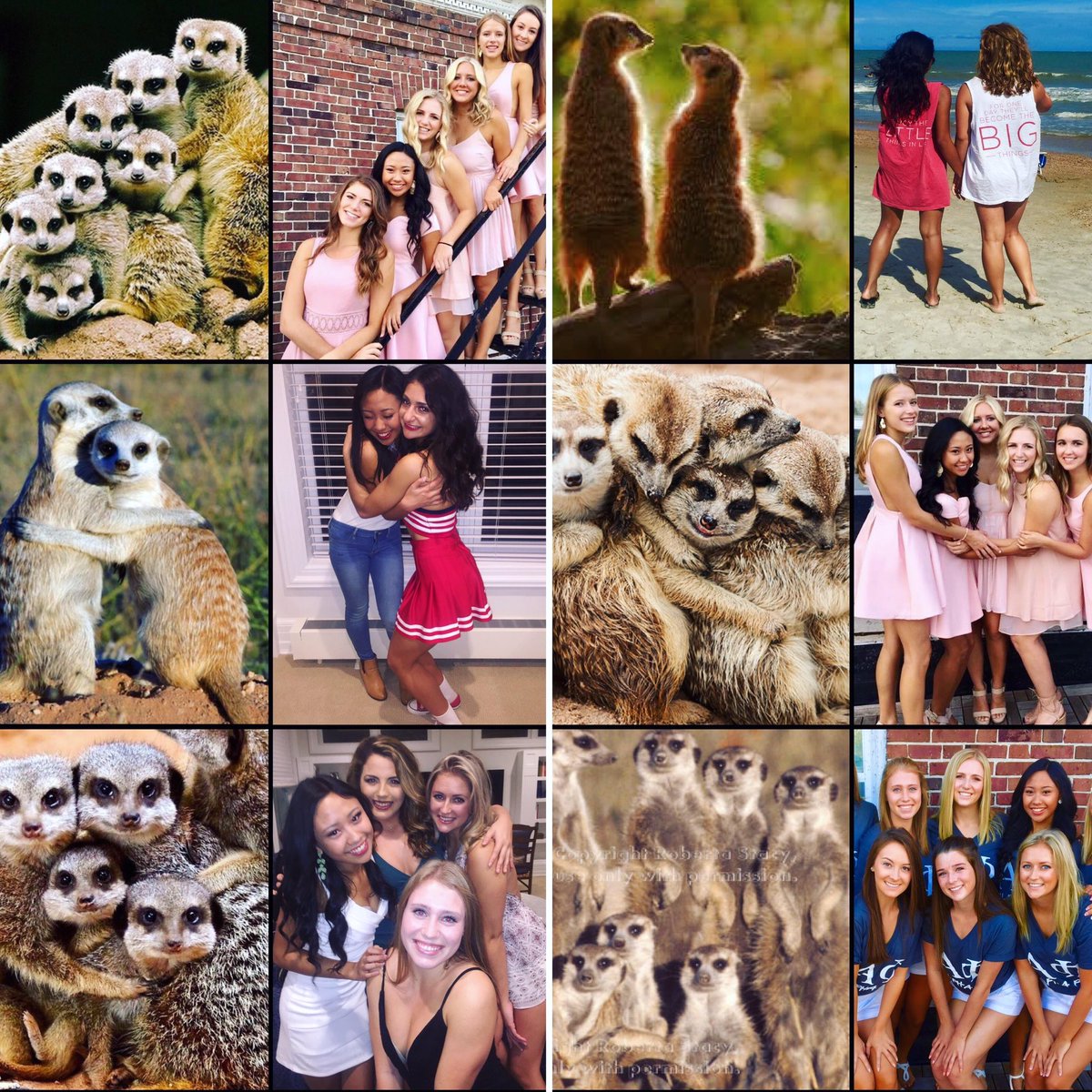 Sorority girls pose exactly like meerkats in pictures