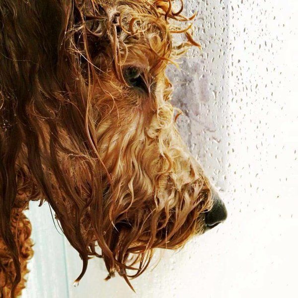 MensHumor's tweet image. This dog in the shower looks like he's about to drop the hottest album of 2017 already