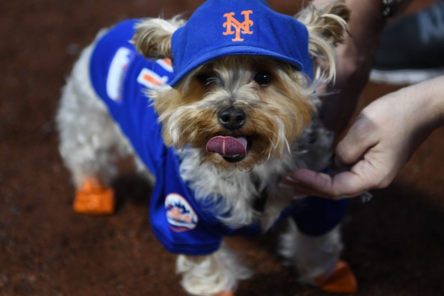 New York Mets on X: It's #DressUpYourPetDay… share your photos of