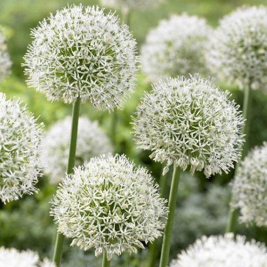 Absolute favs of ours. Allium - Mont Blanc.  Blooms early to mid summer <a href="/_EdenBrothers/">Eden Brothers</a> are basically giving them away