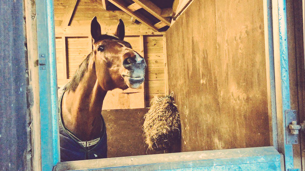 LooseFootLuce's tweet image. New boy Harry is very excited for his @KateNegus bridle &amp;amp; breastplate to arrive 💁🏻#EquineHour #AllTheGearAllTheIdea