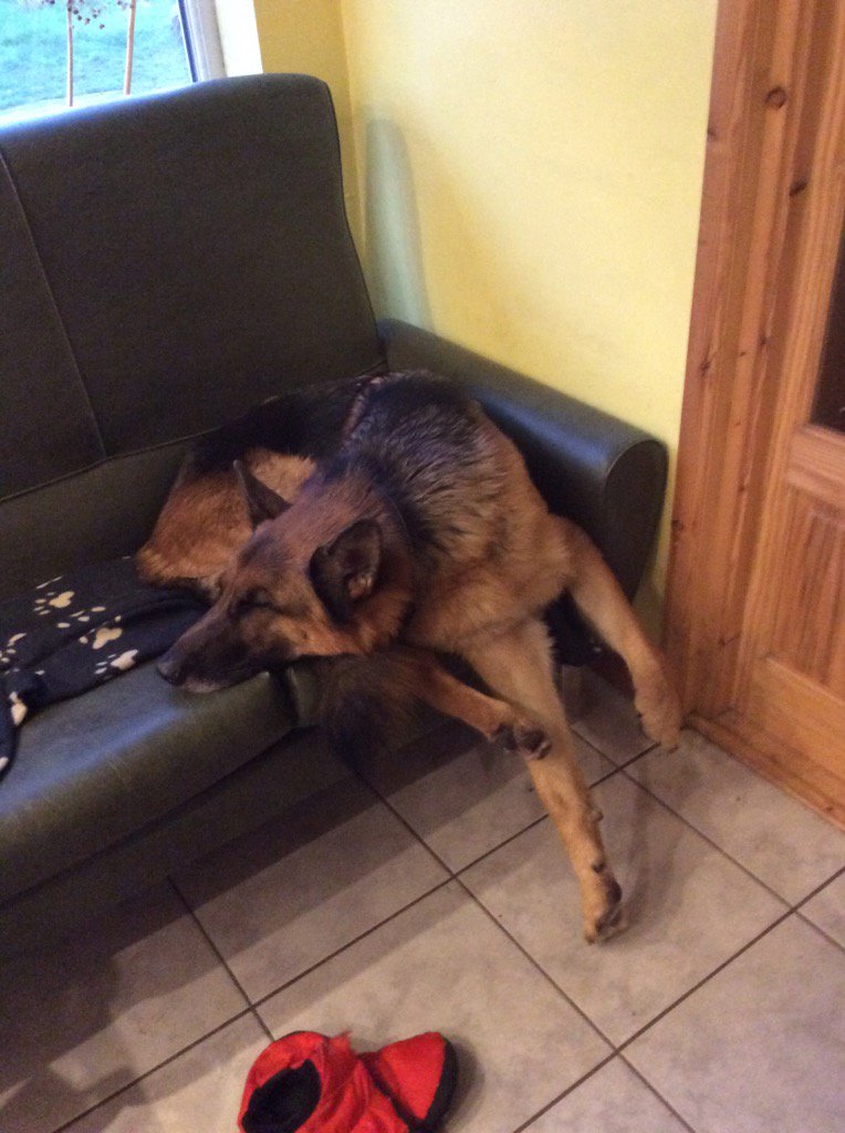either0r's tweet photo. Brady boy on guard duty!
@STC_Kernow https://t.co/MstfA8ypPr