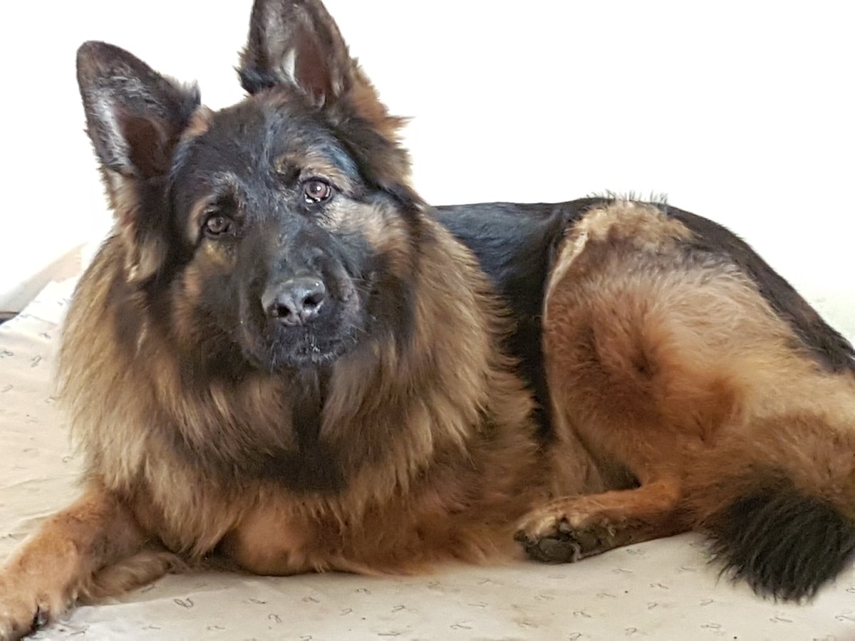 stribika's tweet photo. My Chief Physical Security Officer is coming to Canada soon https://t.co/vO93CQaaFQ