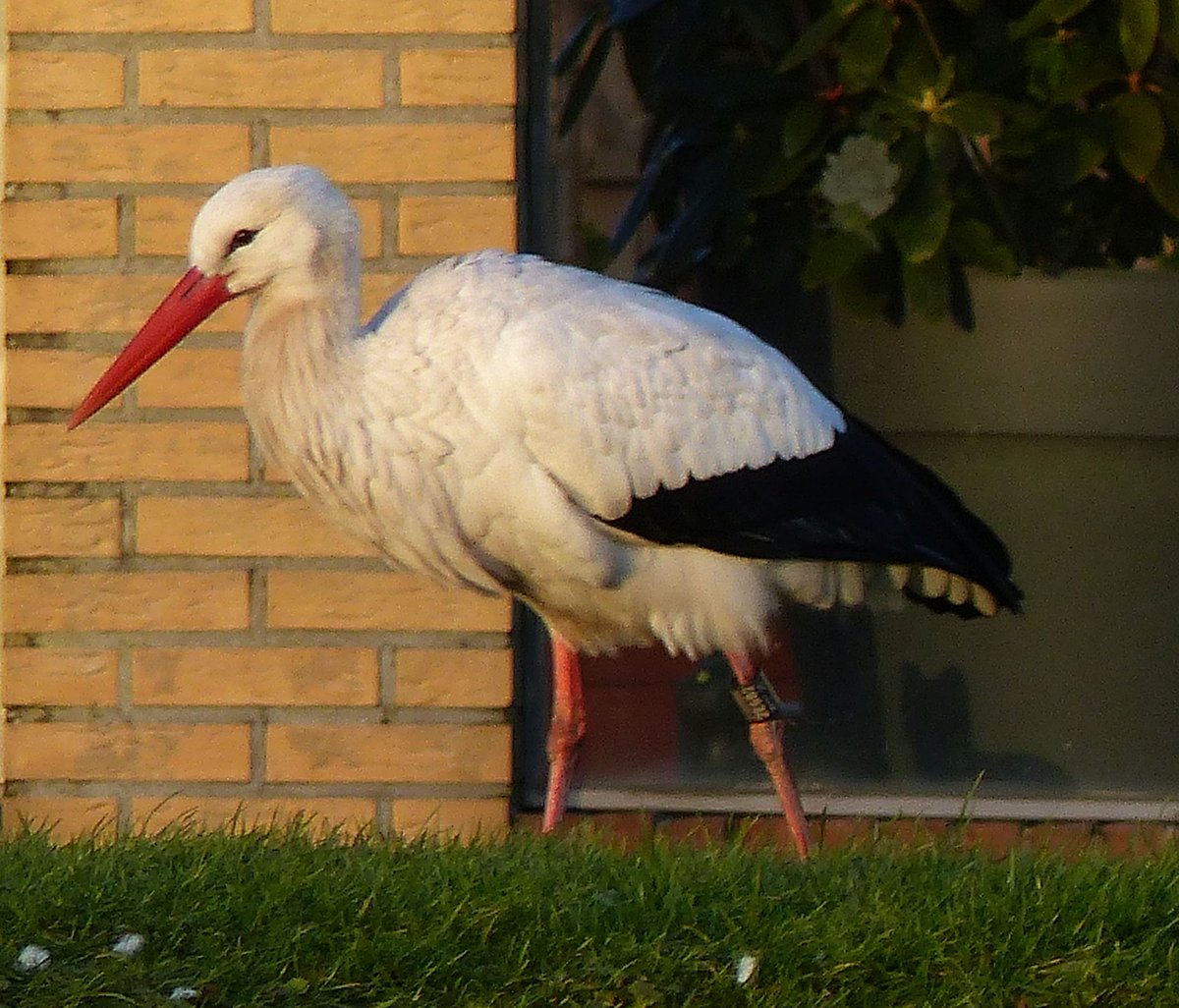 steenuil6's tweet photo. Klapperende #Ooievaars tijdens #wintertelling @waarneming @Sovon #STORK #Warmond #Teylingen https://t.co/WfDv3jQkQM