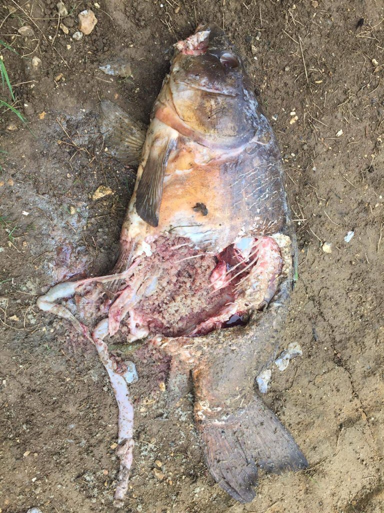 SScottFish's tweet photo. 24hrs till @BBCCountryfile &amp; @tomheapmedia talk otters &amp; carp - highlighting a growing issue in our sport. https://t.co/ebvzrcInD0