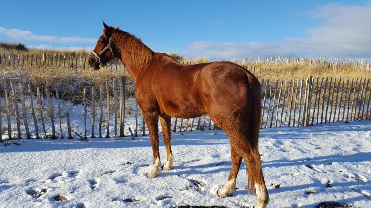 KBody's tweet photo. Sanyi 🐎 https://t.co/WmXMcA7Bma