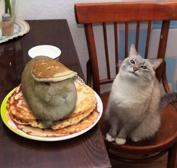 StumblerVideos's tweet photo. "Waiter... there's a hare in my pancakes!" https://t.co/PLzgGNWHE0