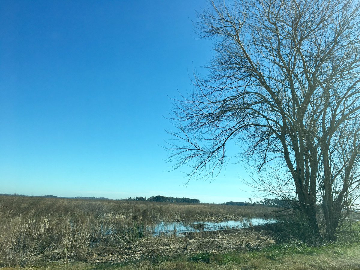 esargent184's tweet photo. Spot the gator
#winterinGA https://t.co/vX9yccpR3k