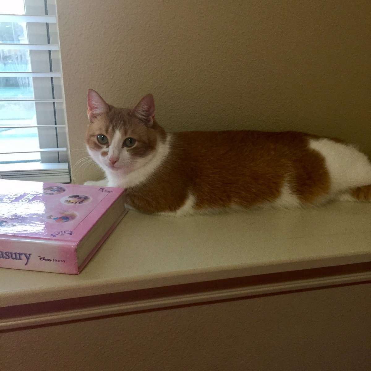 JellyTheKitty's tweet photo. Happy #Caturday, everyone. https://t.co/C6Gmc9KSJr
