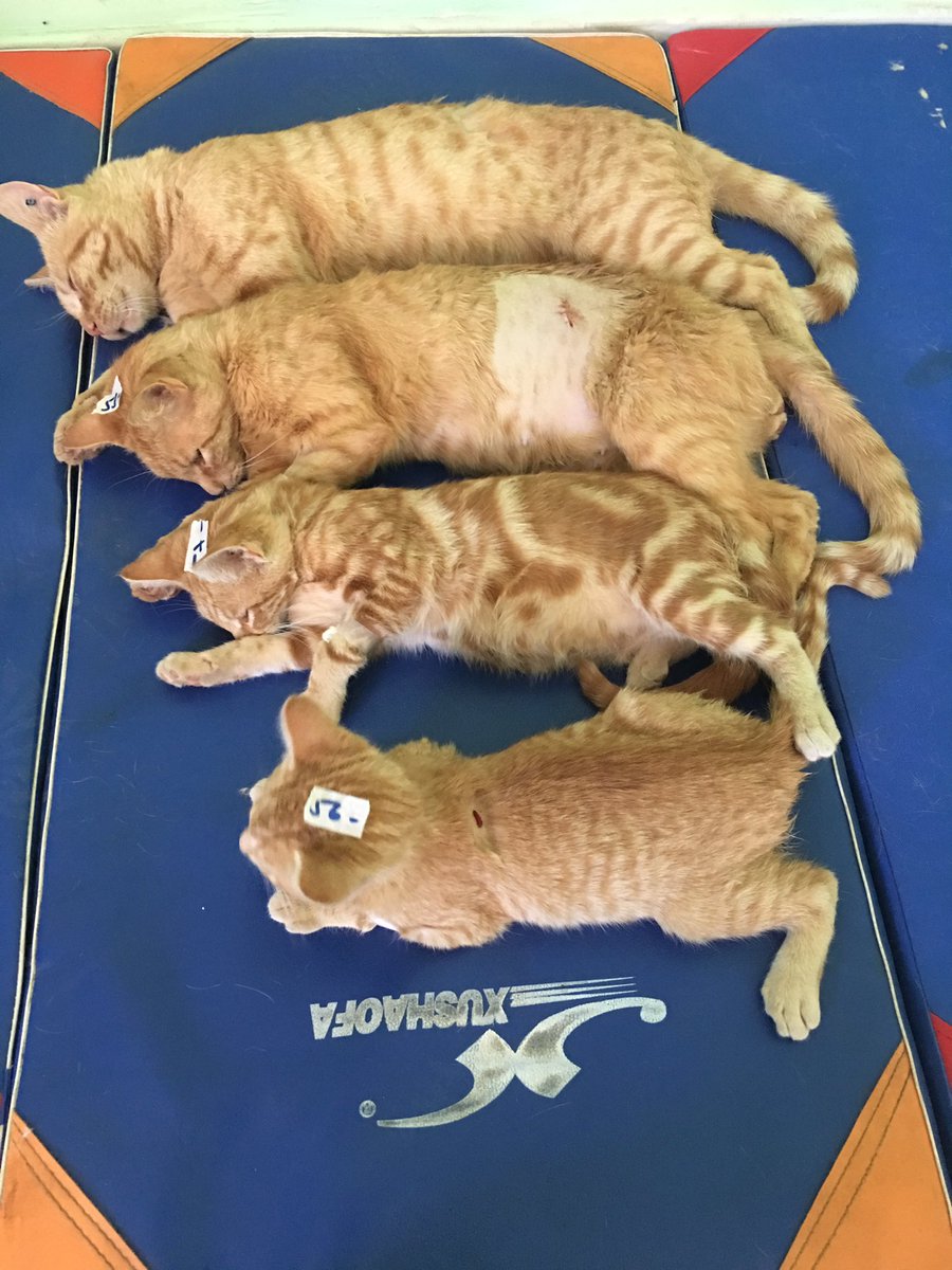 DRPREYES's tweet photo. Más de 60 gatos se esterilizaron hoy en #Melipilla ! Excelente jornada @munimelipilla @ptrac_subdere @fundCeba @laSUBDERE https://t.co/Vh1xtvOsQ0