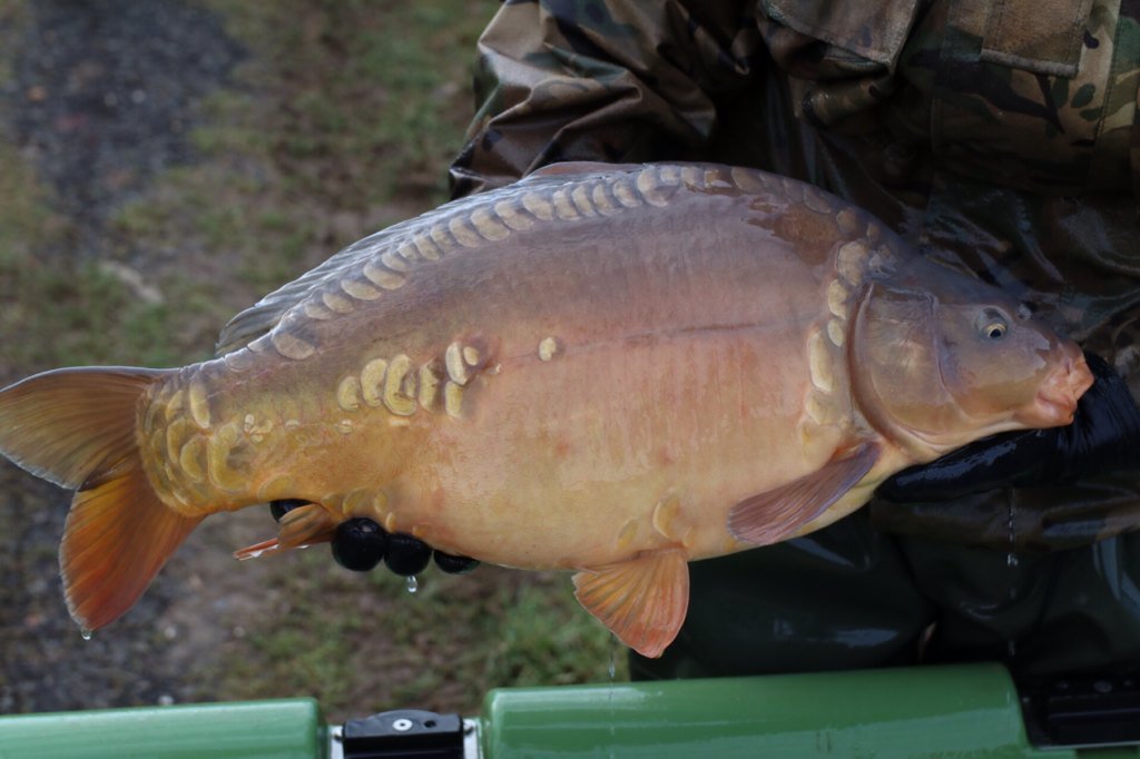 SScottFish's tweet photo. We stocked out some amazing C4's at #vsfisheries today - huge shoulders, lovely scales &amp; monster genetics ! https://t.co/y50X8E3fes