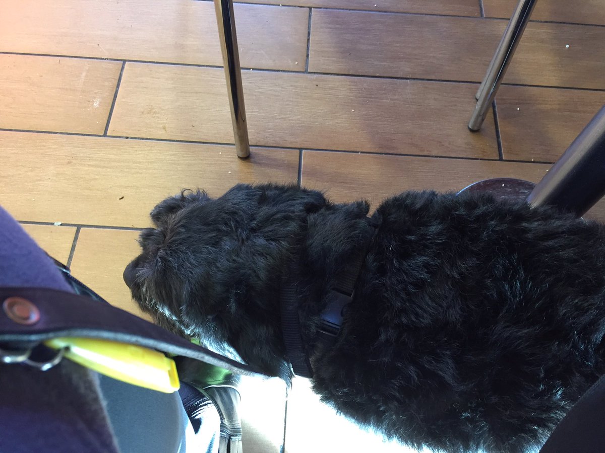 katierowley2015's tweet photo. At burger ๐ king ๐ today #guidedog #lovingtheweekends #lovinglife https://t.co/wzFrc57tza