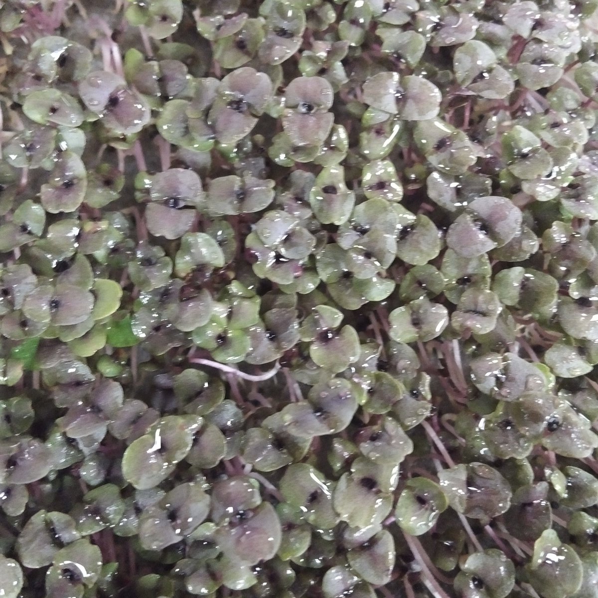 There is nothing like smell of freshly misted basil. 

#microgreens 
#basil
