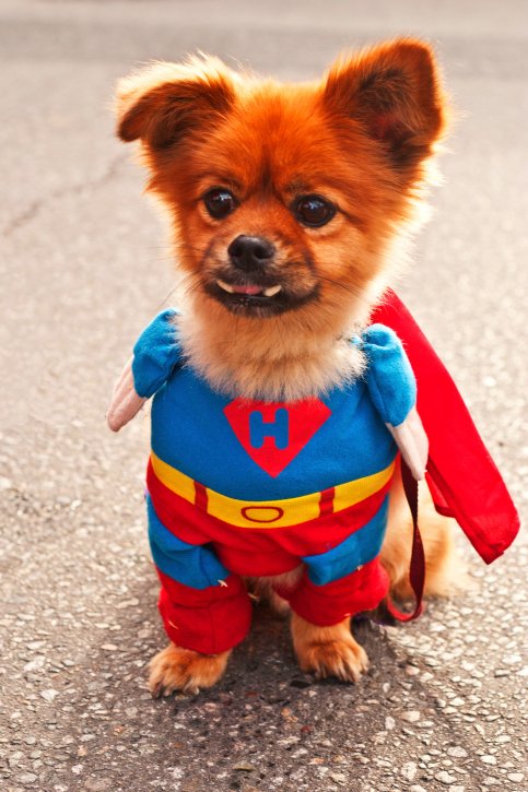 Today is #NationalDressUpYourPetDay! Share a pic of your pet dressed up. https://t.co/vYqi3be7wT