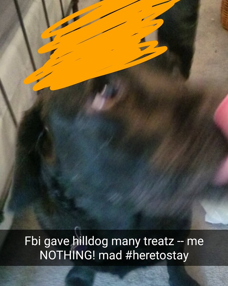 RealDogTrumps's tweet photo. FBI gave hilldog many treatz -- me NOTHING! mad #heretostay #dogtrumps #Maga #fbihillary https://t.co/Q2GqTwMUnX