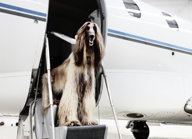 SchubachAv's tweet photo. Traveling #JetCharter with your pets? Ask these 5 questions before bringing them onboard: https://t.co/GEIcvxjbfq https://t.co/mla9qib16g