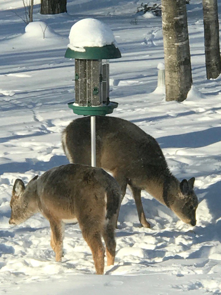 meganjsaari's tweet photo. Lovely to watch them right out my window. https://t.co/px0ZL7haul