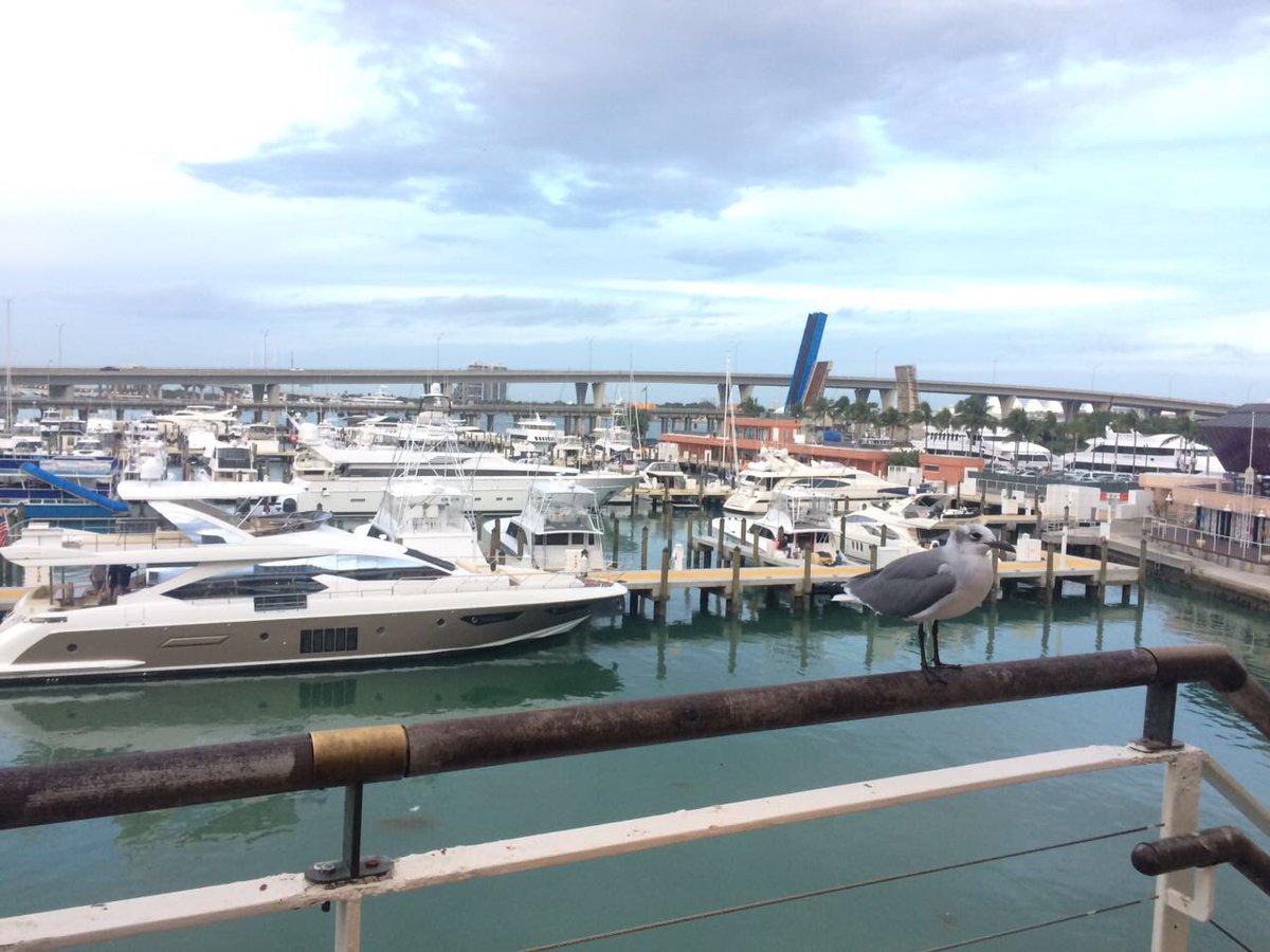 Una gaviota... #BaySide #Miami #Florida