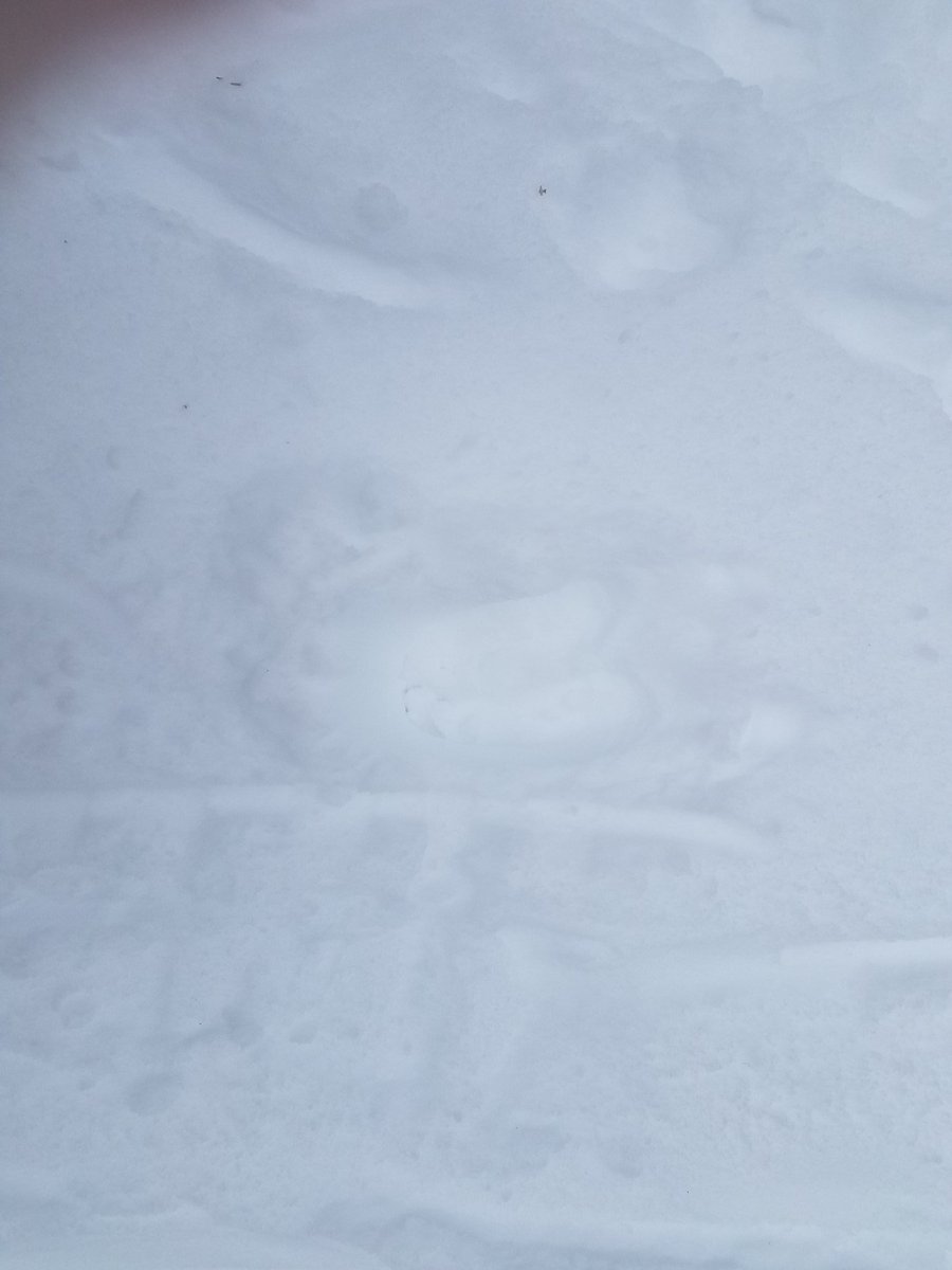EAGlacierbound's tweet photo. Real moose tracks! https://t.co/3TwcPDawp1