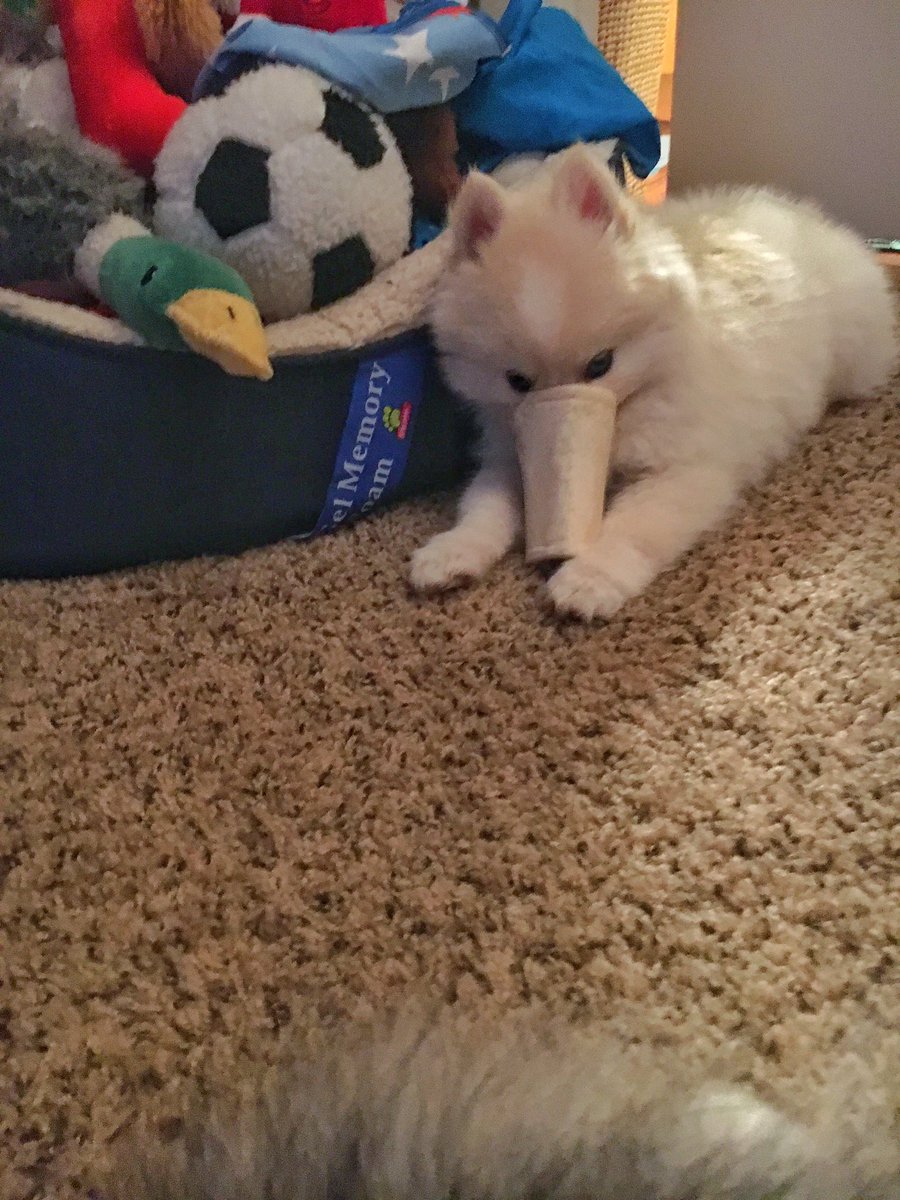 Misia_Pomsky's tweet photo. Just got my new sister today and already impersonating my toy duck #pomsky #newAddition #PerfectFamily https://t.co/MuAKMBkTvg