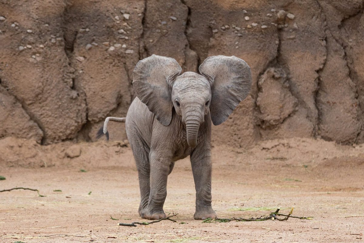 abbeyobrien_'s tweet photo. i just want everyone to appreciate elephants as much as me https://t.co/gXSNZ8krOJ
