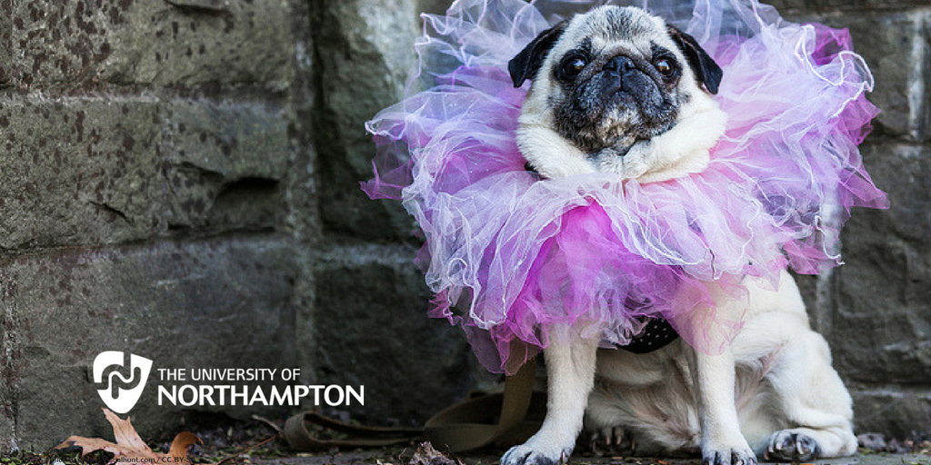 UniNorthants's tweet photo. Today is dress up your pet day, yup you heard right. Share your pictures with us #UoN #UniNorthants #petsinclothes https://t.co/IHi3oZrRp9