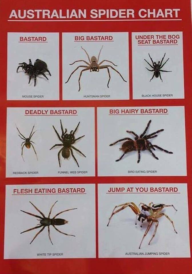 CheesyGonzalez's tweet image. Australian spider chart! #SpiderChart